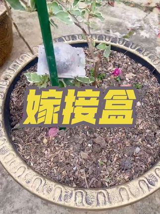 #植物嫁接盒 #嫁接