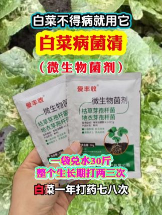 白菜不得病就用它#白菜病菌清#微生物菌剂#白菜各种病害专用#服务三农支持三农 #我的农资之路