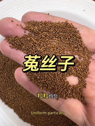 正宗内蒙菟丝子来活动啦!高品质,正宗道地 菟丝子#菟丝子