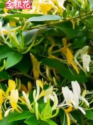 阿嬷说金银花适合一年四季喝,你们都快喝起来啦!#金银花 养生茶 #常喝金银花茶有什么好处 #金银花水#新鲜采摘
