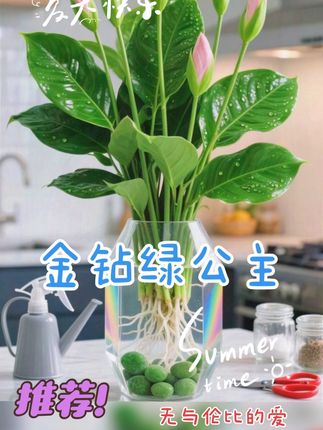#家居绿植 #养花小技巧 #室内绿植盆栽 #室内盆栽 #金钻绿公主