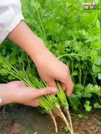 耐热香菜种子 #创作灵感 四季可种,阳台小院盆栽地栽,味道香浓 健康美味#我的乡村生活 #在家种菜