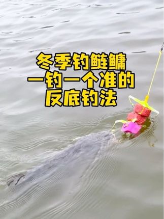 冬季钓鲢鳙一钓一个准的反底钓法 #钓鱼#海杆钓鱼#冬季钓鲢鳙#反底钓法#反底钓鲢鳙