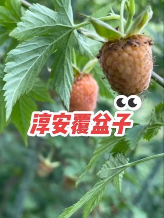网上卖的都称道地产区!真真假假如何区分#掌叶覆盆子#道地产区#地标#淳安覆盆子