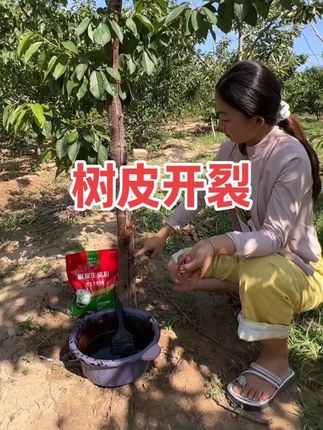 #病虫害防治 #除根烂根渗透力强一次解决 #桃树 #苹果树 #樱桃树