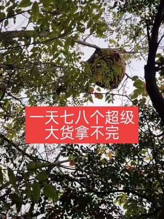 专业的找蜂诱蜂水就是不一样,找蜂太快了一天七八个 #三农蜂有财 #蜂有财 #蜂有财通用型诱蜂水 #蜂有财找蜂望远镜