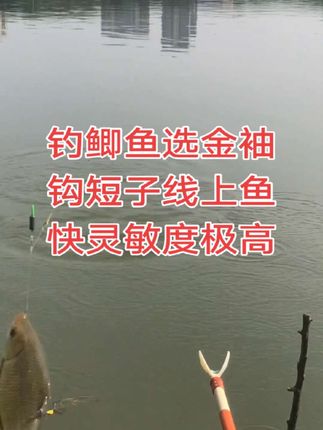 #钓鱼 #钓鱼人 #户外钓鱼 用短子线双钩上鱼快灵敏度高