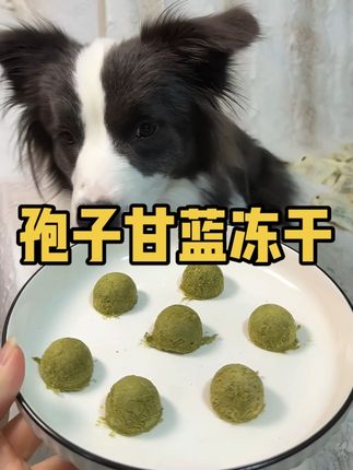 孢子甘蓝和羽衣甘蓝都是小狗狗的长寿蔬菜,真的要吃起来!#你的中秋团圆搭子前来报到 #宠物零食 #狗狗零食 #孢子甘蓝 #冻干零食