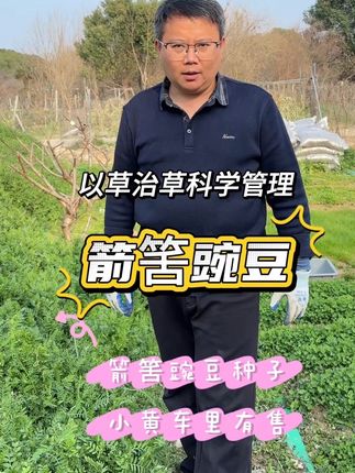 箭筈豌豆可以种果园生草栽培抑制杂草 还能做大田绿肥来土壤改良 增强土壤肥力,成本低效果明显#箭筈豌豆#绿肥#果园生草#土壤改良