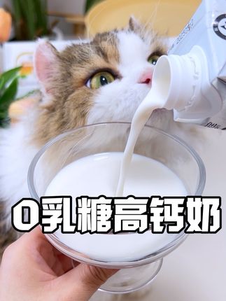 伊利旗下宠物高钙奶,这个套餐狠划算!量不多速来抢。#依宝宠物牛奶 #宠物牛奶 #新手养猫 #小馋猫 #猫零食