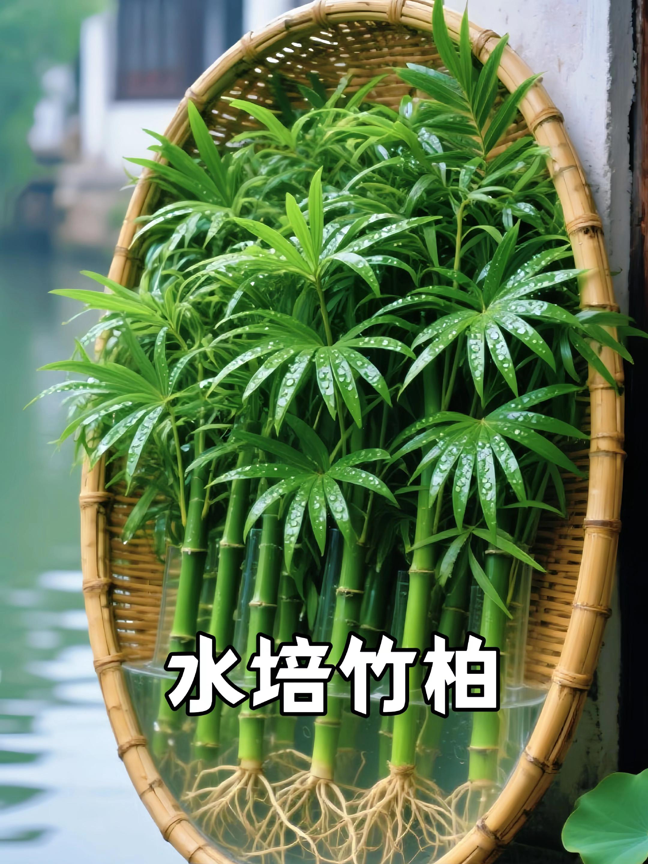 水培竹柏:让家居漾起“森系”鲜活感 深绿的叶片温润舒展,雪白的根系在清澈水里自在延展,只需将它摆在书桌或窗台,就能悄悄为居家空间捎来自然的清新味道。 无需再像土培时那样费心调控浇水量、费力翻土换盆,水培竹柏单靠清水养护,就能始终维持翠绿鲜活的模样。日常照料格外省心,每当新叶悄悄冒出头,那种让人心情舒缓的治愈感便会自然而然地涌上心头。 想给平淡生活添一抹清爽绿意?点击了解更多详情,让这份鲜活生机长久萦绕在你的家中! #水培竹柏驱蚊四季常青 #花卉绿植 #室内绿植盆栽 #水培竹柏@上热门🔥🔥🔥 @DOU+小助手 @抖音小助手