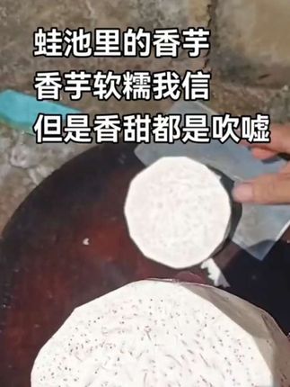 香芋槟榔芋 蛙池里面种植的香芋,是否味道更好有待尝试,煮点试吃一下,看看现在口感怎么样#农业种植 #三农种植 #新农人计划 #抖音流量扶持