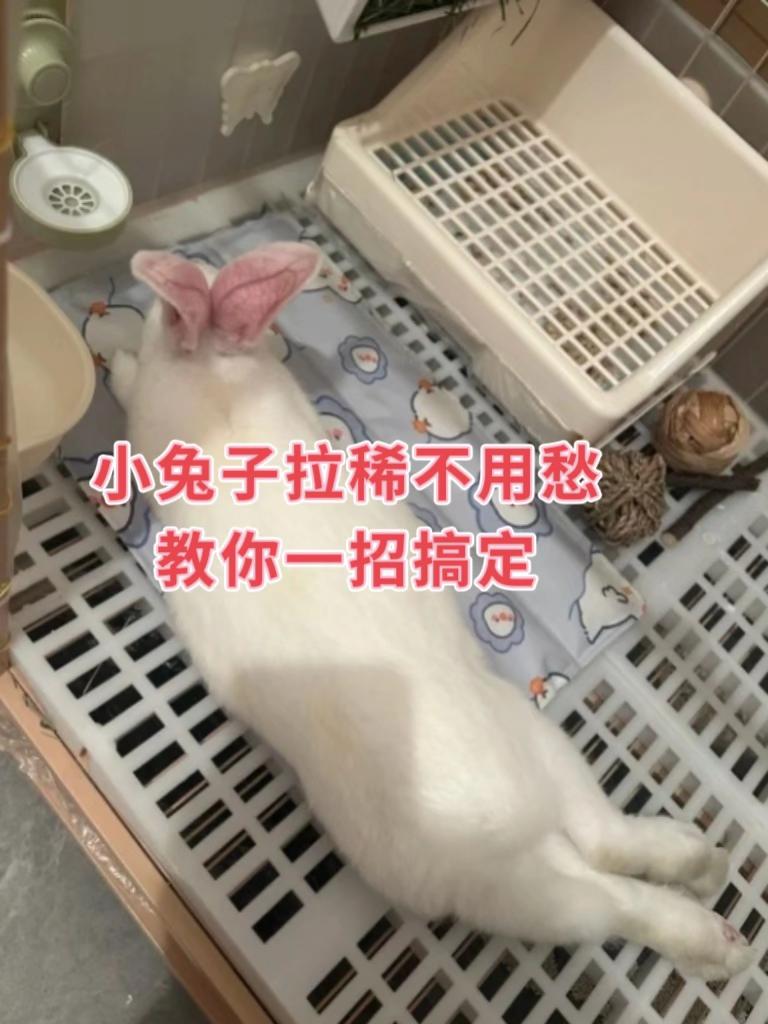 #养兔#养兔人#肉兔养殖#科学养兔#兔子
