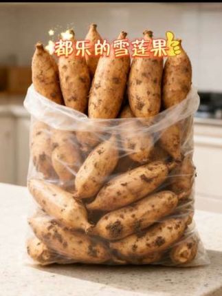 都乐的雪莲果来了,我替你们尝过了,真的好吃!它的外皮是土黄色的,有点像红薯,但它的味道却是水果的清甜。可以直接用手或者他们送的刮皮刀削皮,吃起来脆甜脆甜的,汁水也很多,夏天冰镇一下口感会更好哦!没吃过雪莲果的朋友快试试吧!快来一起尝个鲜 #雪莲果应季水果都乐