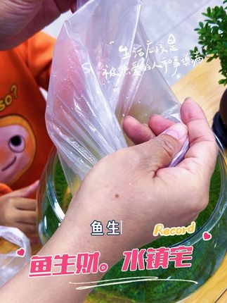 鱼生财,水镇宅。 一方小天地,藏着家的安稳与期待。 有鱼有水,福自来。#鱼缸里的大自然 #抖音推广 #上热搜 #助手抖音
