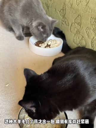 #铲屎官日记 #宠物吃货 #鸡肉碎