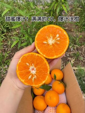轻轻一捏全是汁水!果冻般的口感 汁水丰富,又甜不酸而且果香浓郁 这沃柑真的好吃#新鲜采摘 #果园直采新鲜水果 #沃柑 #爆汁