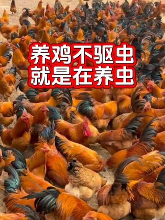 #养鸡知识 #养鸡技术 #三农养殖 #养鸡小妙招