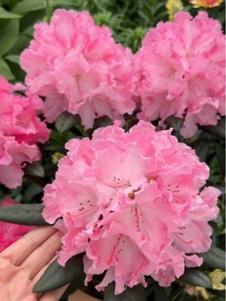 高山杜鹃 #一草一木一世界 #爱生活爱养花