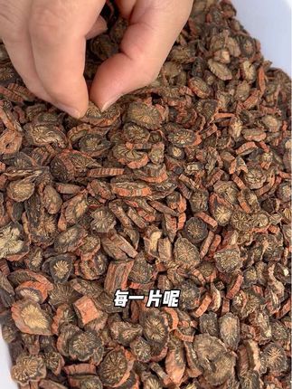 丹参怎么选择#山东莒县发汗紫丹参