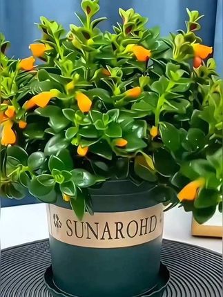 金鱼吊兰#爱生活爱养花