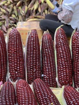 云南新鲜黑紫水果玉米甜玉米新鲜现摘紫色水果玉米棒苞米代餐玉米#好物推荐🔥 #新鲜水果玉米 #甜脆玉米 #黑紫玉米