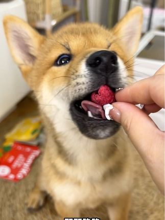 狗狗是杂食动物,不要只喂肉肉,偶尔也要吃点蔬菜水果#狗狗零食推荐 #养狗经验分享 #新手养狗