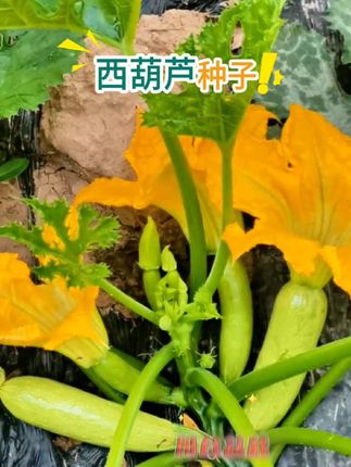 #蔬菜种子 #三农 #在家种菜 #西葫芦种子 #西葫芦新吃法