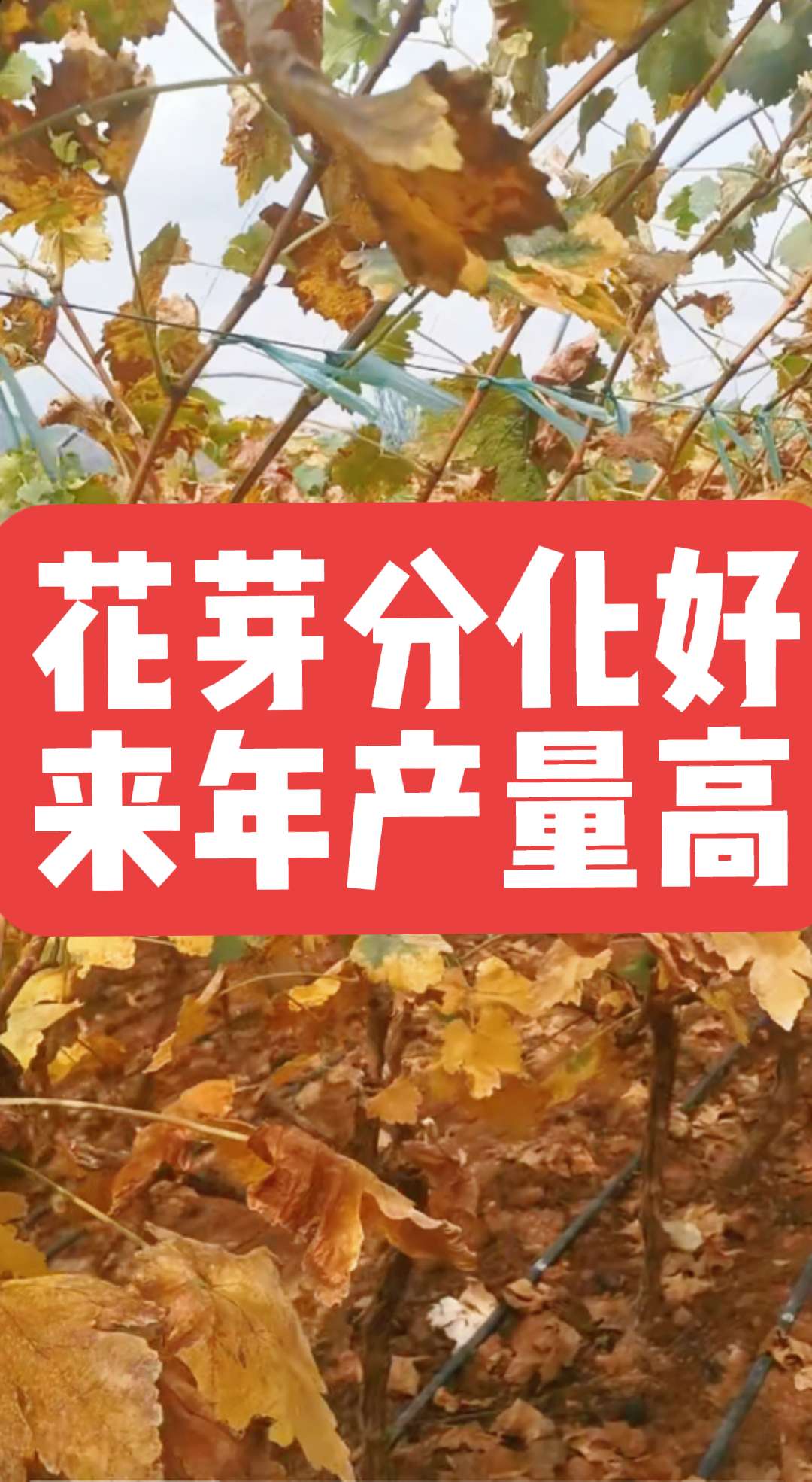 葡萄花芽分化,到底是什么时候。#葡萄花芽分化#葡萄种植技术#葡萄管理#三农种植