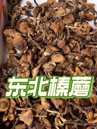 东北榛蘑,小鸡炖蘑菇用的,#榛蘑 #小鸡炖蘑菇 #我的乡村生活 #新农人计划 #我的农村生活