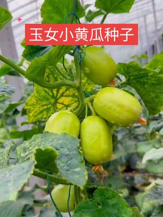 玉女小黄瓜种子