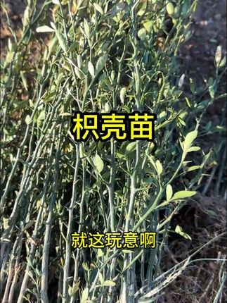 枳壳苗春季优选枸橘苗篱笆苗树苗根系发达耐寒园林栽种嫁接#枳壳苗