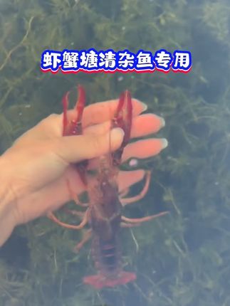 清塘虾蟹宁,虾蟹塘清杂鱼专用#水产养殖 #虾蟹养殖 #养殖人加油