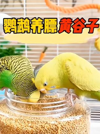 夏天给鹦鹉补充点黄谷子,鹦鹉白白胖胖,好看还不掉毛,好喜欢吃!!!#短视频创业 #鹦鹉鸟粮#鹦鹉🦜 #鸟饲料推荐 #好物推荐🔥 @抖音小助手