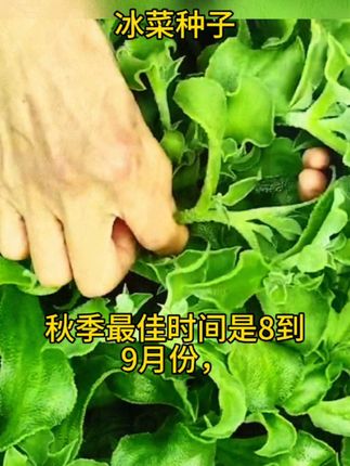 #冰菜种子 #在家种菜 #三农 #三农种植 #三农流量扶持计划