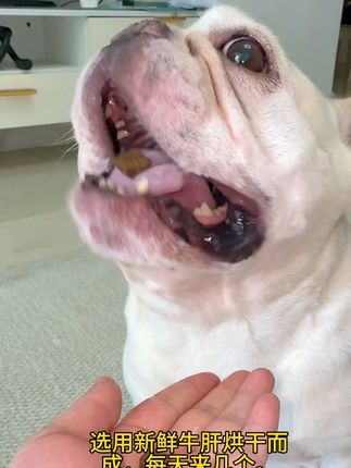 9.9包邮到家,营养美毛#萌宠 #宠物零食 #狗狗 #萌宠动物