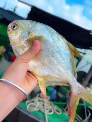 有没有人认识这种鱼#海鲜原产地 #金鲳鱼