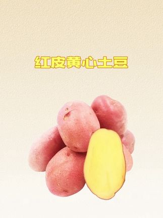 云南红皮黄心土豆,香甜绵密,嘎嘎好吃 #红皮土豆 #土豆 #三农 #强烈推荐 #云南