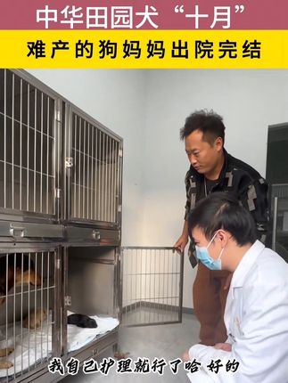 十月难产的“狗妈妈”跟七只狗宝后续来了 #中华田园 #救助流浪狗 #动物救助 #忠诚狗狗 #关爱流浪狗