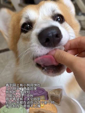 毛孩子也是家人,中秋月饼也要给它准备一份哦!#宠物零食 #宠物月饼 #养狗经验分享 #萌宠好物