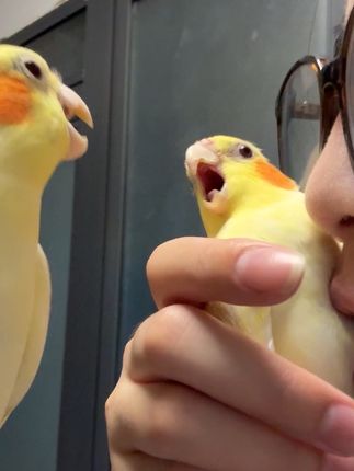 布布:别拉我!这事你解决不了!!!#鹦鹉日常 #萌到爆炸了💥 #吸鸟 #玄凤鹦鹉