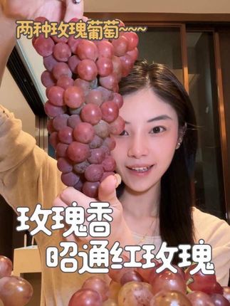 小根儿的葡萄分享~玫瑰香、红玫瑰~ 玫瑰香入口即化肉超嫩~红玫瑰入口超甜肉一嚼酸酸~#葡萄 #玫瑰香 #小根儿的水果分享 #昭通红玫瑰葡萄 #葡萄熟了