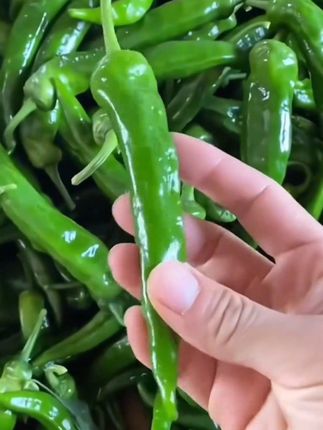 #上热门 农家大棚杭椒,炒菜,做凉拌菜和腌制菜都好吃#快来一起尝个鲜#好吃的停不下来#无辣不欢衣声品#新鮮采摘