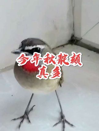 #鸟类 #鸟类实拍 #保护动物 #爱鸟护鸟 #养鸟经验分享