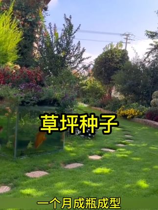 护坡固土草种护坡草籽绿化草坪山体覆绿旱种子护坡草种子山体复绿草籽#草坪种子