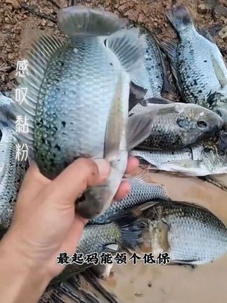 #户外钓鱼 #野钓 白天开搓饵,用感叹强度最高,饵料到底才有机会。
