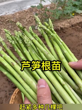 优质芦笋根苗特大绿色芦笋苗庭院四季种植可大面积种植现挖发#芦笋根苗
