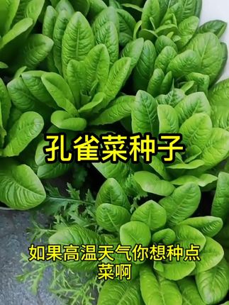 孔雀菜不打药不生虫生吃脆甜高营养直立生菜四季播生菜原装#孔雀菜种子
