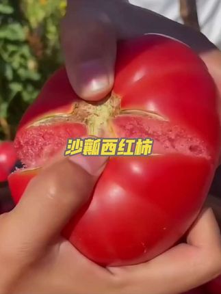 #新鲜采摘 #沙瓤西红柿 #西红柿