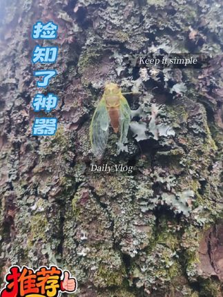 捡知了神器来啦#好物分享🔥 #捡知了神器
